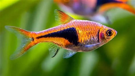 Harlequin Rasbora Species Profile & Advanced Care