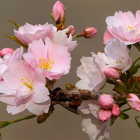 Prunus 'Accolade' | Flowering Cherry Tree