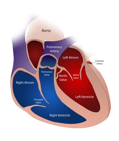 Aortic Semilunar Valve | Location, Structure & Function - Lesson | Study.com