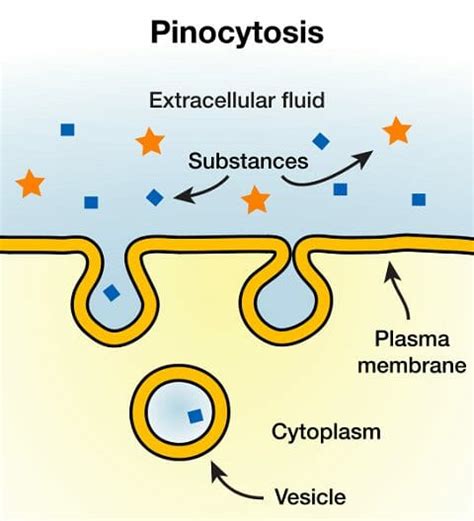 Pinocytosis - Definition and Examples | Biology Dictionary