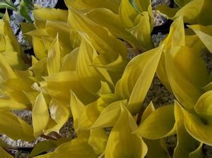 Hosta 'Fire Island' Hosta (Medium) from Quackin Grass Nursery