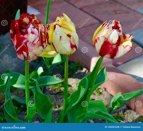 Tulips in the garden stock photo. Image of multi, beautiful - 184281246