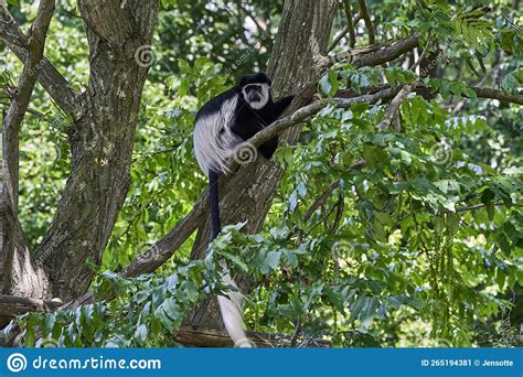 Black and White Colobus Monkey Sitting High in a Tree Editorial Photo - Image of monkey, fluffy ...