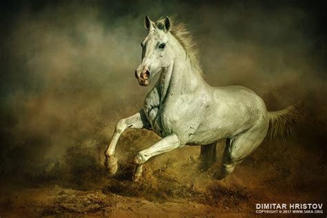 White horse – Running wild - 54ka [photo blog]