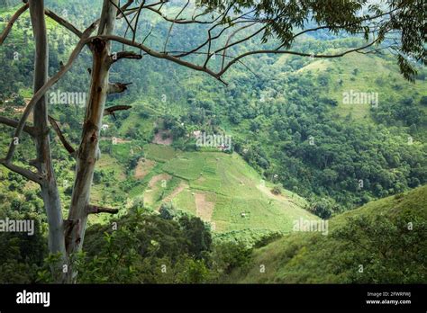 Fresh green tea plantation at Sri lanka Stock Photo - Alamy