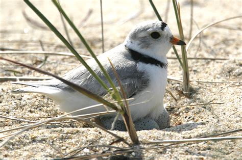 The Vineyard Gazette - Martha's Vineyard News | Beach Closures Begin to Protect Nesting Plovers