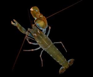 What is That Noise? - Snapping Shrimp | Christian & Co. Marine Surveyors