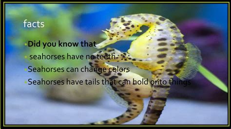 PPT - SEAHORSES PowerPoint Presentation, free download - ID:1971286