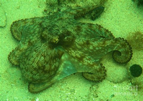 Walking Octopus Photograph by Adam Jewell | Fine Art America