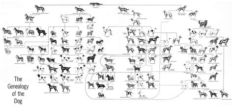 How did dogs?? : r/evolution