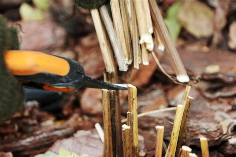 12 Perennials You Should Cut Back In Fall