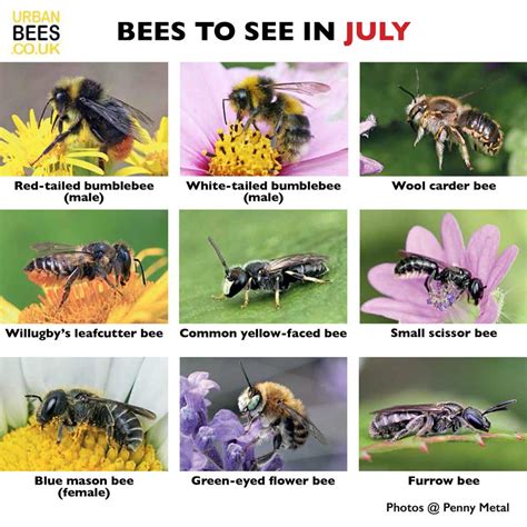 Bee spotting in July | Urban Bees Blog