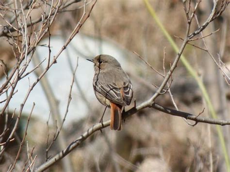 12 Unimaginable Effects of Air Pollution on Birds