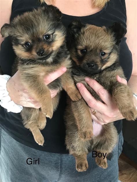 Pomchi puppies | in Tilehurst, Berkshire | Gumtree