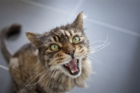 7 Reasons Your Cat May Be Meowing Constantly - Petful