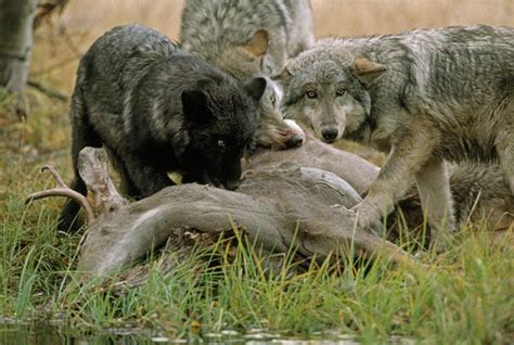 How Wolves Hunt - Living with Wolves