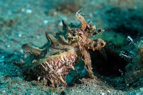 Real Monstrosities: Flamboyant Cuttlefish