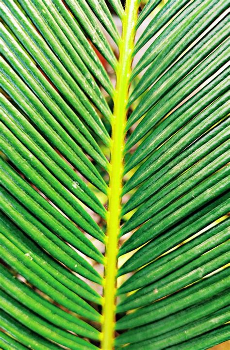 The leaves of Cycas Revoluta [OC] [1837x2800] : r/BotanicalPorn