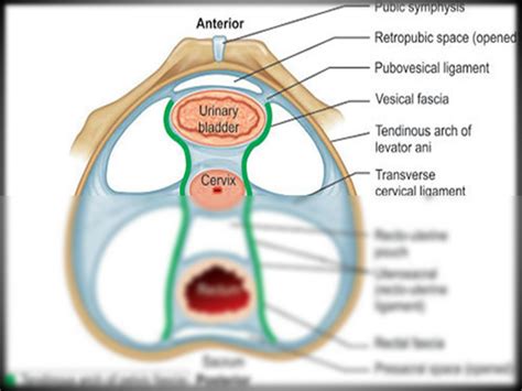 SOLUTION: Anatomy pelvic fascia 2 - Studypool