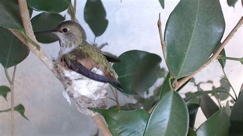 Bella Hummingbird Nest Cam 02-07-2018 07:35:06 - 08:35:06 - YouTube