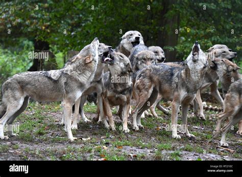 Canine, Canis lupus, European wolf, grey wolf, grey wolf, howling wolves, doggy, Isegrimm, pack ...