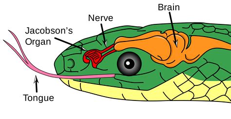 10 Parts Of The Human Body That Prove Evolution Was Real – Page 2 – Sick Chirpse