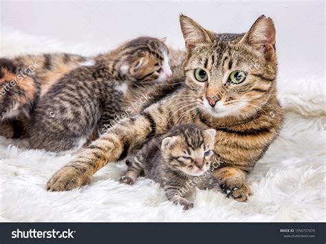 Mom (mother) cat and baby cat (kitten)mother#Mom#cat#kitten | Kittens cutest baby, Baby cats ...