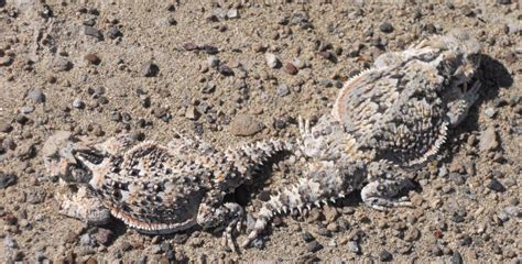 Free picture: camouflage, reptile, brown, lizard, nature, sand, desert