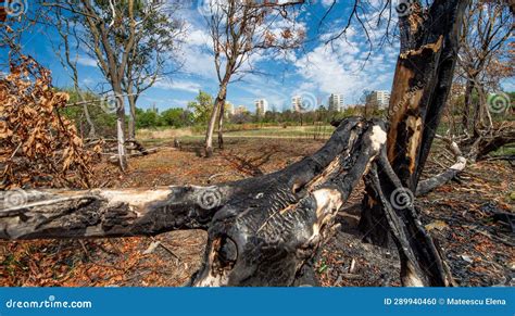 Burnt trees in the park stock photo. Image of sunset - 289940460