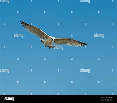 Immature Herring Gull Coming in to land Stock Photo - Alamy