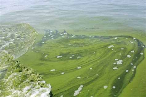 Blue-green algae: toxic levels found in South Jersey pond - WHYY