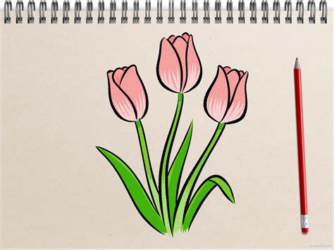 Tulip Drawing » How to draw a Tulip