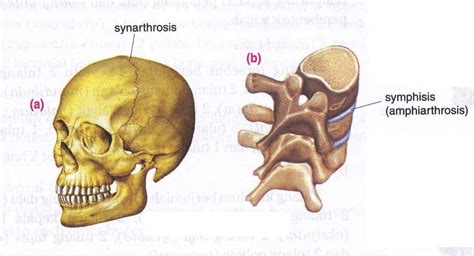 The Structure of Joint and Various Types of Joint’s Shape In Human Joint ~ New Science Biology