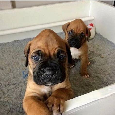 Lovely boxer puppies for adoption - Wisconsin Dells - Animal, Pet