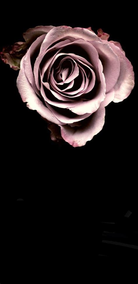 Pink Rose Black Background