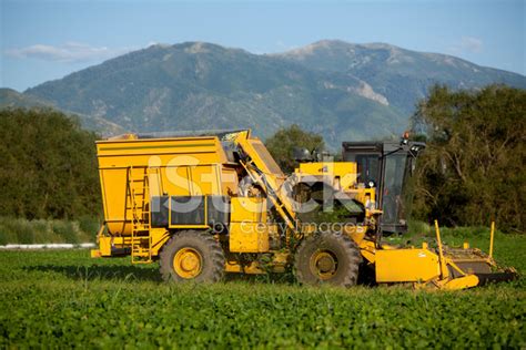 Harvesting Green Beans Stock Photo | Royalty-Free | FreeImages