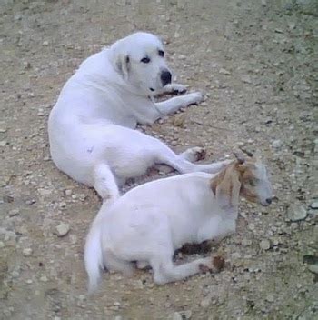 Anatolian Pyrenees Dog Breed Information and Pictures