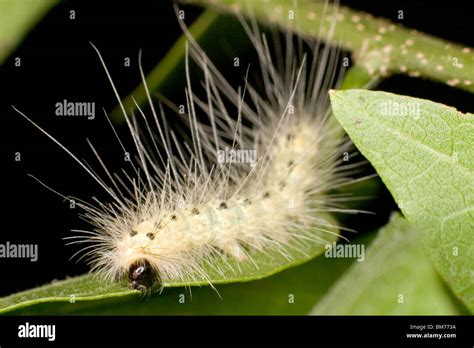 Hyphantria Cunea Caterpillar Stock Photo - Alamy