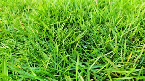 Zoysia Grass Lawn Care - Clark's Pest | Zoysia Lawn Care Calendar