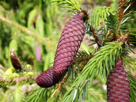 The Conifer Collection - Collections - MCBG Inc. 2020 | Fort Bragg, California