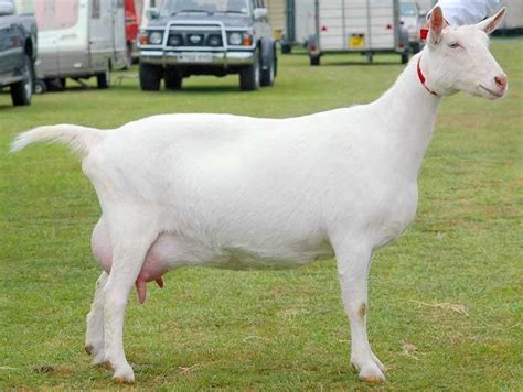 Saanen Goat - Breeds List