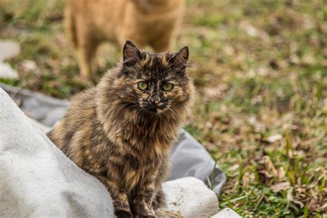 10 Long-Haired Tortoiseshell Cat Breeds (with Pictures) | Hepper