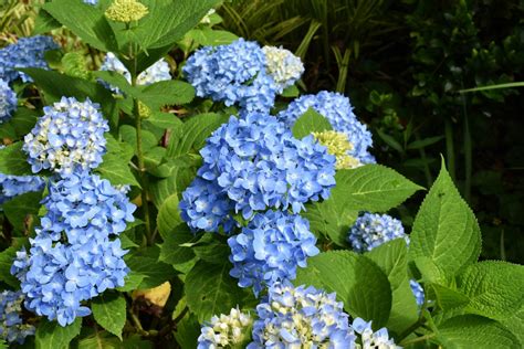 Endless Summer Hydrangea for Sale - Buying & Growing Guide - Trees.com