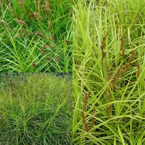 Seeds for planting Carex muskingumensis seeds palm sedge | Etsy