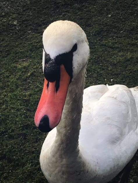 To Bread or not to Bread: A Guide to Feeding Your Local Swans - Cumbernauld Living Landscape