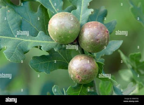 Gall on an oak tree (Quercus), outgrowth caused by a Gall Wasp or ...