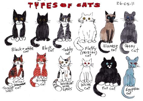 Cat Breeds With Pictures And Names