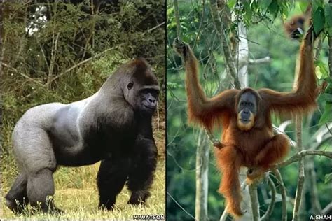 Gorilla And Orangutan