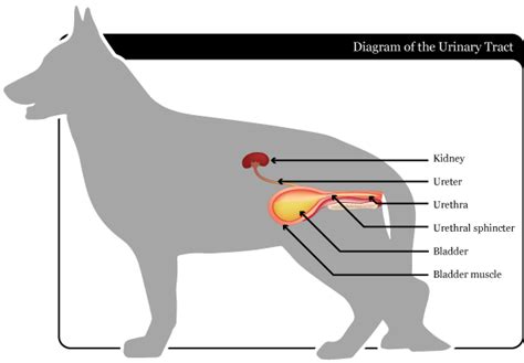 Urinary In Dogs