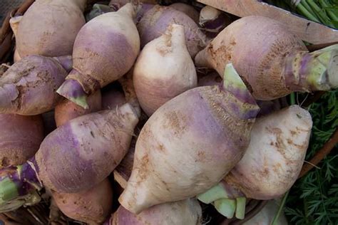 Rutabaga vs Turnip - Difference and Comparison | Diffen